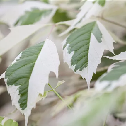 Acer negundo 'Flamingo' Acer negundo 'Flamingo'