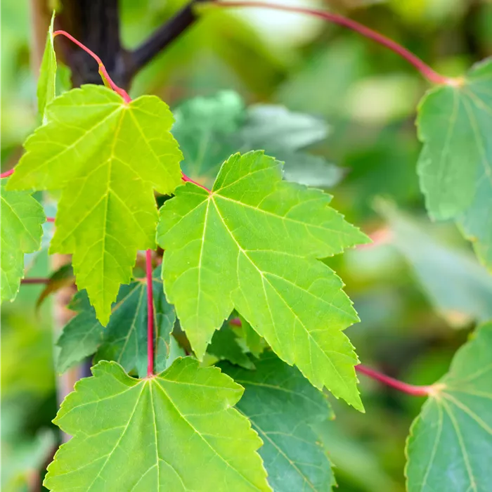 Acer rubrum 'Red Sunset' Acer rubrum 'Red Sunset'