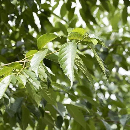 Alnus spaethii Alnus spaethii