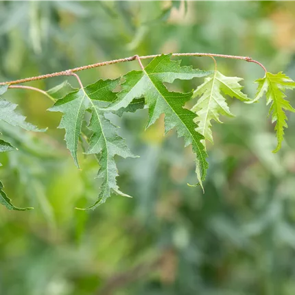Betula pendula 'Dalecarlica' Betula pendula 'Dalecarlica'