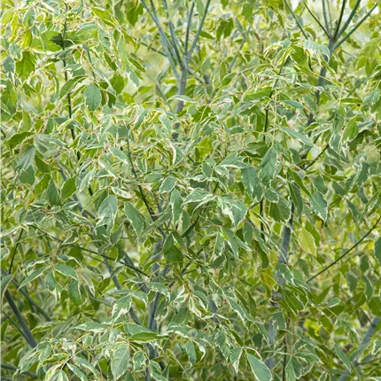 Acer negundo 'Variegatum' Acer negundo 'Variegatum'