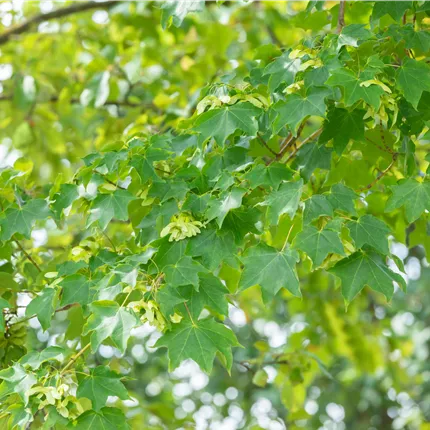 Acer cappadocicum 'Rubrum'