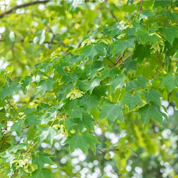 Acer cappadocicum 'Rubrum' Acer cappadocicum 'Rubrum'