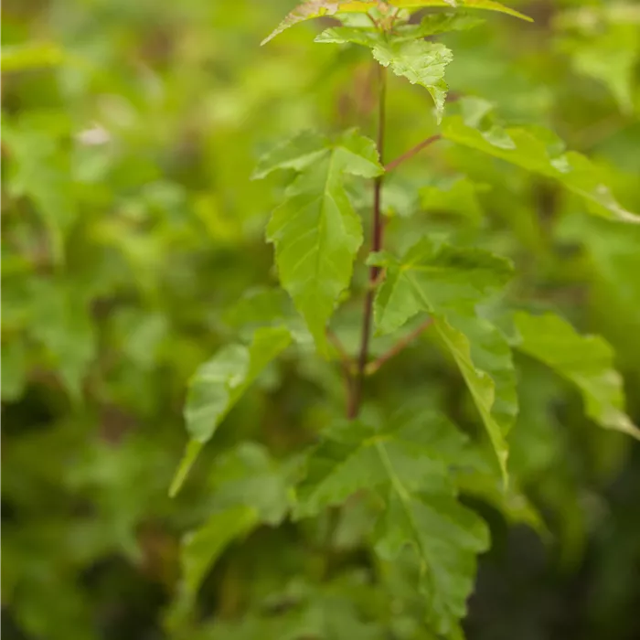 Acer ginnala Acer ginnala