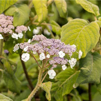Hydrangea sargentiana