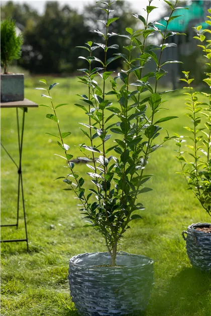 heckendünger liguster Liguster Ligustrum vulgare Atrovirens Höhe 125-150 cm Ballenware
