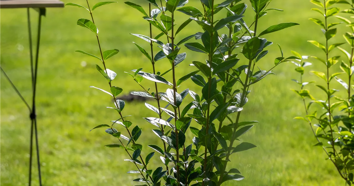 Ligustrum ovalifolium