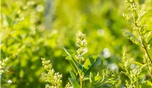 Ligustrum ovalifolium