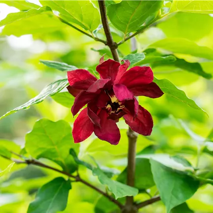 Calycanthus floridus