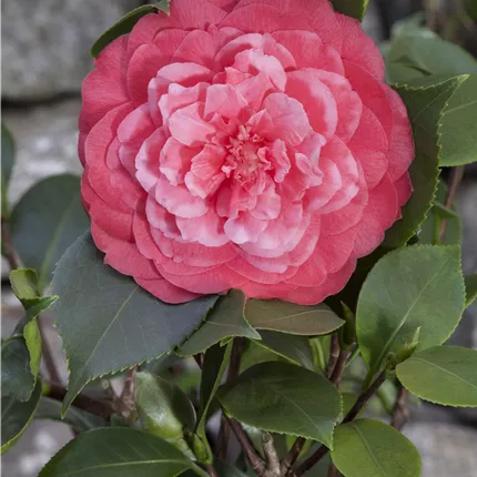 Camellia japonica Camellia japonica