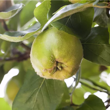 Cydonia oblonga Cydonia oblonga