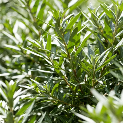 Hippophae rhamnoides 'Hikul' Hippophae rhamnoides 'Hikul'