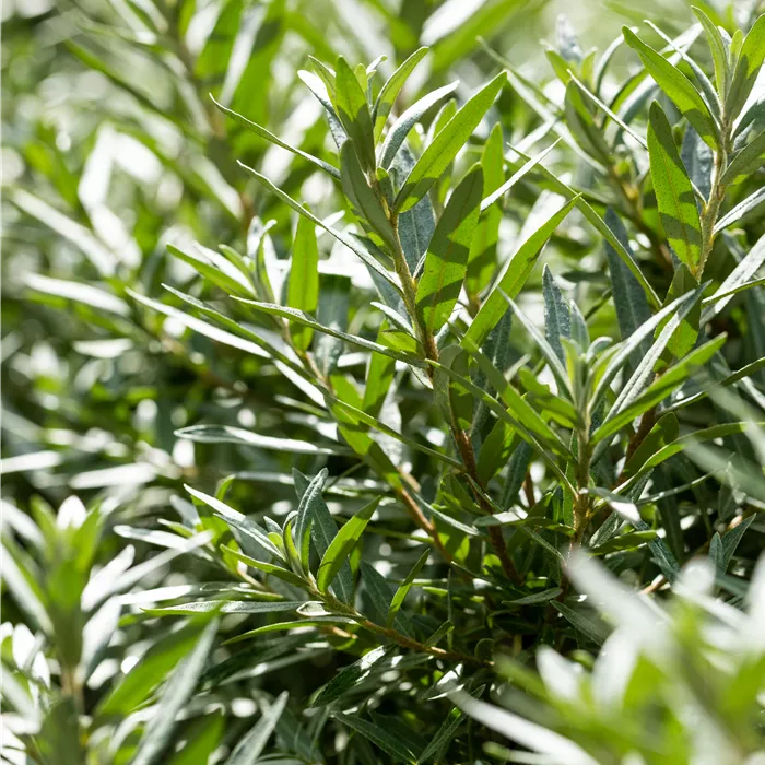 Hippophae rhamnoides 'Hikul' Hippophae rhamnoides 'Hikul'
