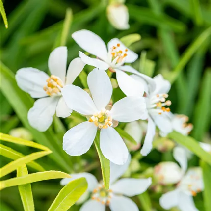 Choisya ternata 'Aztec Pearl' Choisya ternata 'Aztec Pearl'