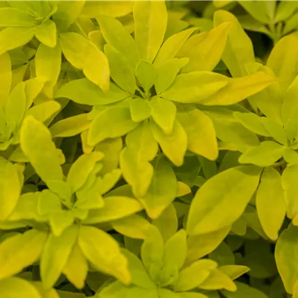 Choisya ternata 'Sundance' -R- Choisya ternata 'Sundance' -R-