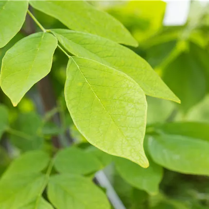 Cladrastis lutea Cladrastis lutea