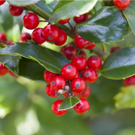 Ilex aquif.'Alaska' Ilex aquif.'Alaska'