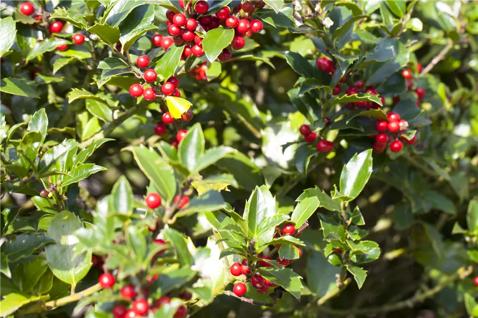 thuja hecke düngen Thuja Dünger flüssig - Für gesunde Thuja Pflanzen! main image 1