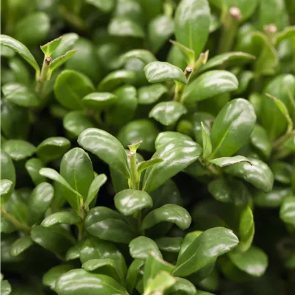 Ilex crenata 'Convexa' Ilex crenata 'Convexa'