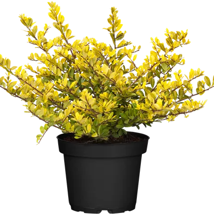 Ilex crenata 'Golden Gem' Ilex crenata 'Golden Gem'