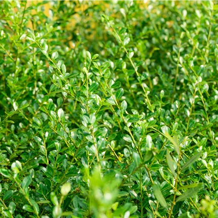 Ilex crenata 'Green Lustre' Ilex crenata 'Green Lustre'