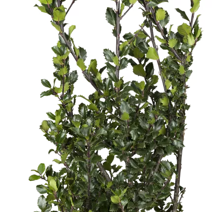 Ilex meserveae 'Blue Prince' -R- Ilex meserveae 'Blue Prince' -R-