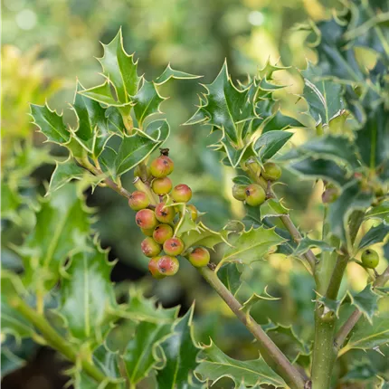 Ilex meserveae 'Heckenfee' -R- Ilex meserveae 'Heckenfee' -R-