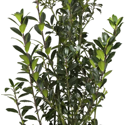 Ilex meserveae 'Heckenpracht' -S- Ilex meserveae 'Heckenpracht' -S-