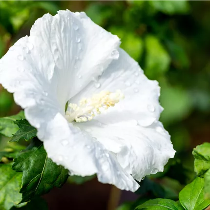 Hibiscus syriacus 'Diana' Hibiscus syriacus 'Diana'