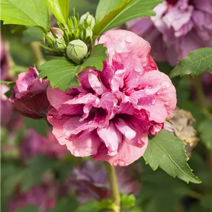 Hibiscus syriacus 'Duc de Brabant' Hibiscus syriacus 'Duc de Brabant'