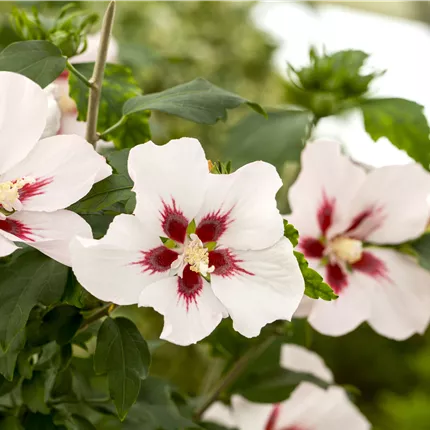 Hibiscus syriacus 'Hamabo' Hibiscus syriacus 'Hamabo'
