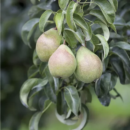 Pyrus communis i.S. CAC Pyrus communis i.S. CAC