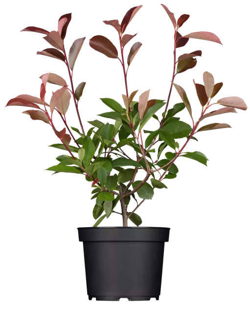 Photinia fraseri 'Red Robin'