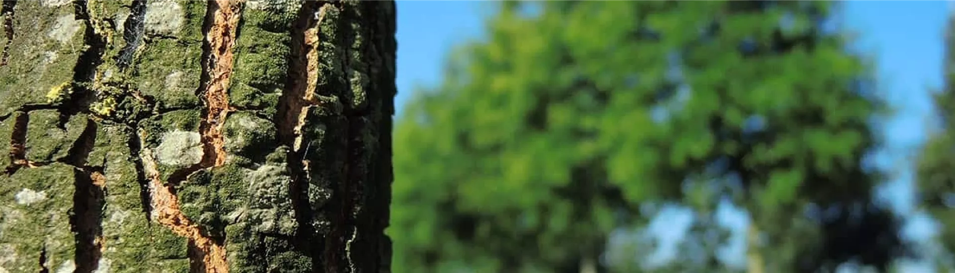 Quercus-phellos-Rinde-36@2x.png Quercus-phellos-Rinde-36@2x.png