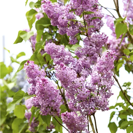 Syringa chinensis Syringa chinensis