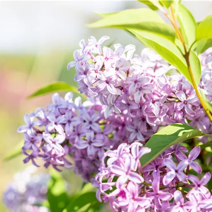 Syringa chinensis 'Saugeana' Syringa chinensis 'Saugeana'