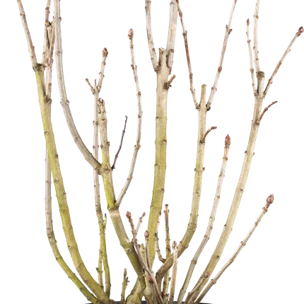 Syringa hyacinthiflora 'Pocahontas' Syringa hyacinthiflora 'Pocahontas'