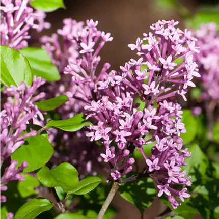 Syringa 'Royalty' Syringa 'Royalty'