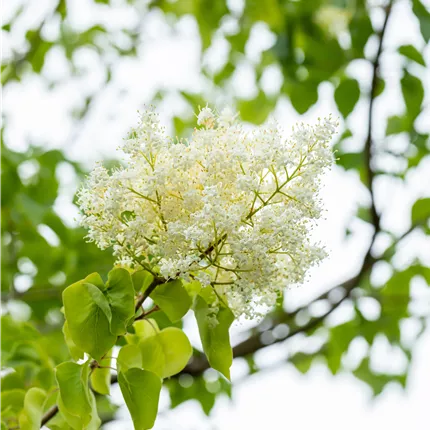 Syringa pekinensis 'China Snow' Syringa pekinensis 'China Snow'