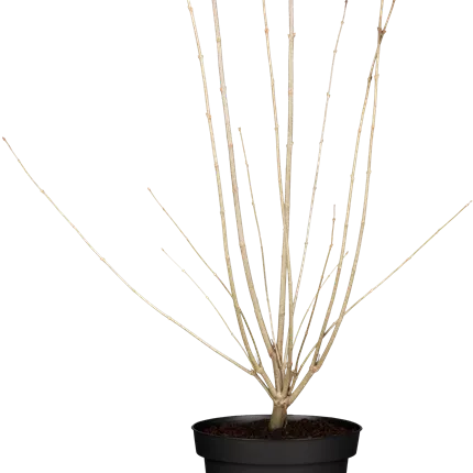 Syringa reticulata 'City of Toronto' Syringa reticulata 'City of Toronto'