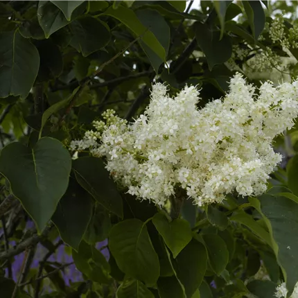 Syringa reticulata 'Ivory Silk' Syringa reticulata 'Ivory Silk'