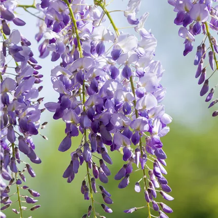 Wisteria sinensis