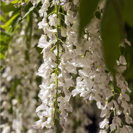 Wisteria sinensis 'Alba'