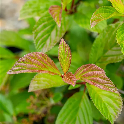 Viburnum farreri Viburnum farreri