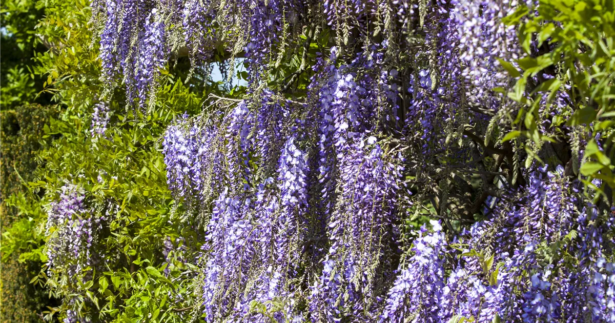 Wisteria floribunda