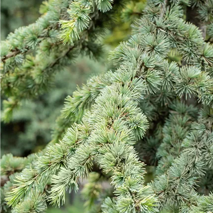 Cedrus atlantica 'Aurea' Cedrus atlantica 'Aurea'