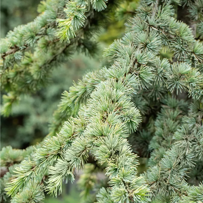 Cedrus atlantica 'Aurea' Cedrus atlantica 'Aurea'