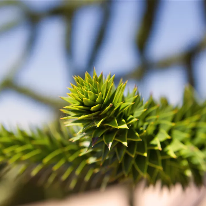 Araucaria araucana Araucaria araucana