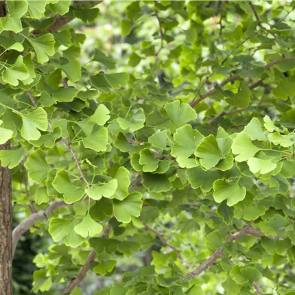 Ginkgo biloba Ginkgo biloba