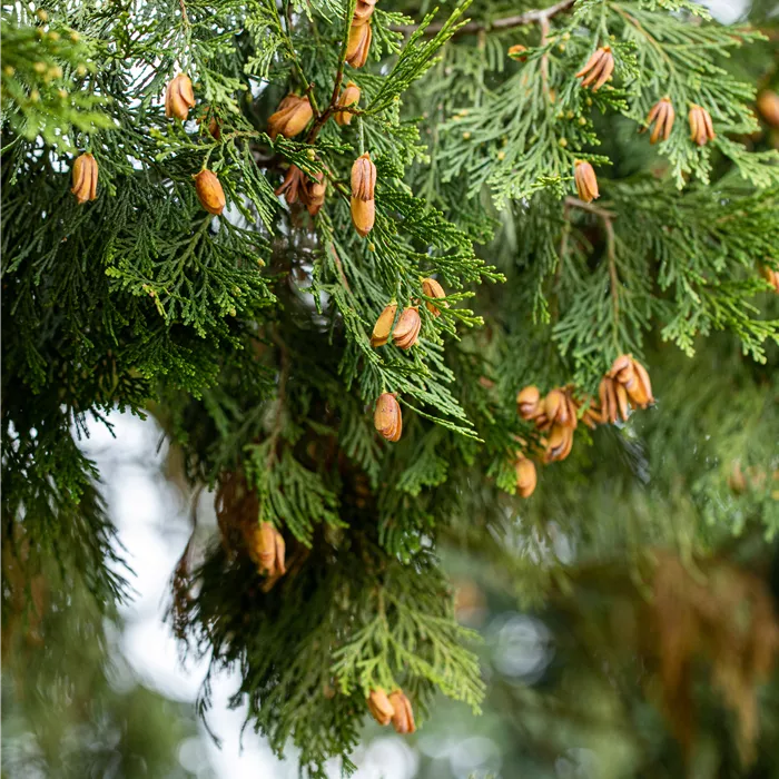 Calocedrus decurrens Calocedrus decurrens